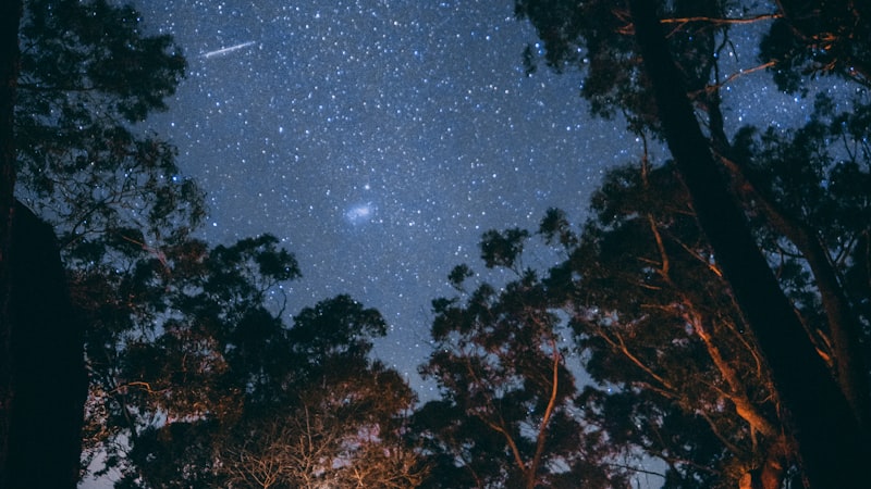 荒野露营装备在森林营地中的布置场景